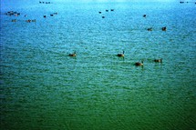 Canada geese on a deep blue-green lake.