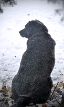 Black dog outside in a snowstorm.