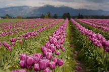 tulip farm 
