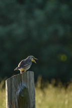 bird on a post 