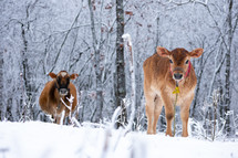 cows standing in snow 