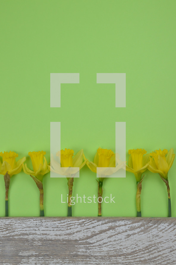 row of daffodils on a green background 