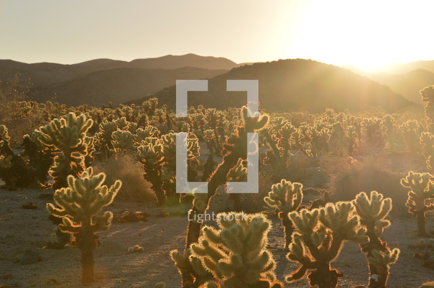 cactus in the wilderness with backlight. 