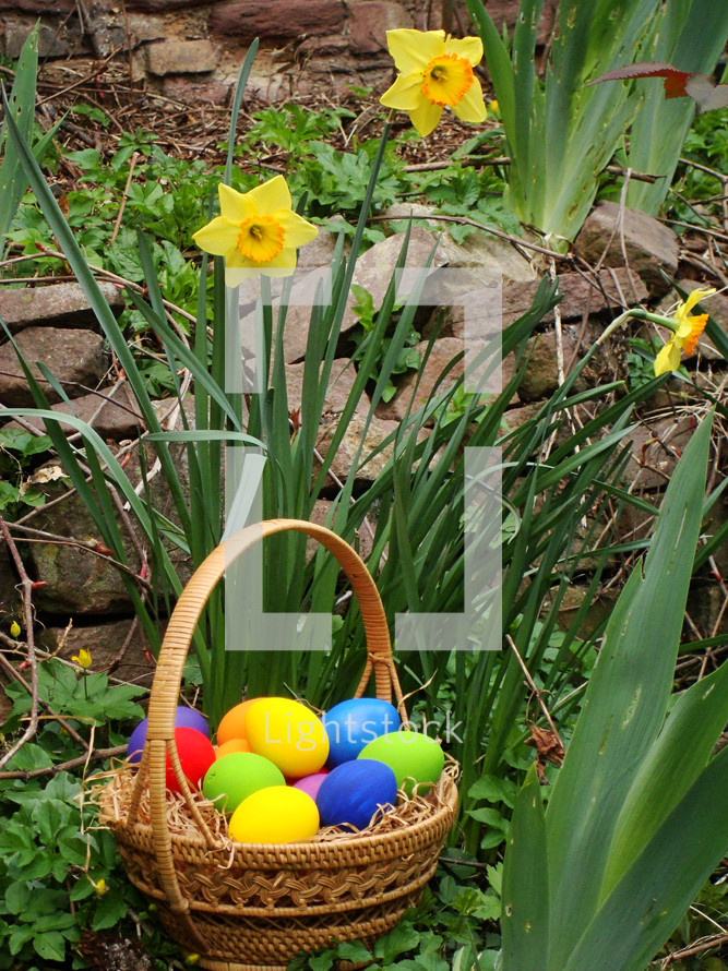 brightly colored Easter eggs in a basket and yellow daffodils outdoors 