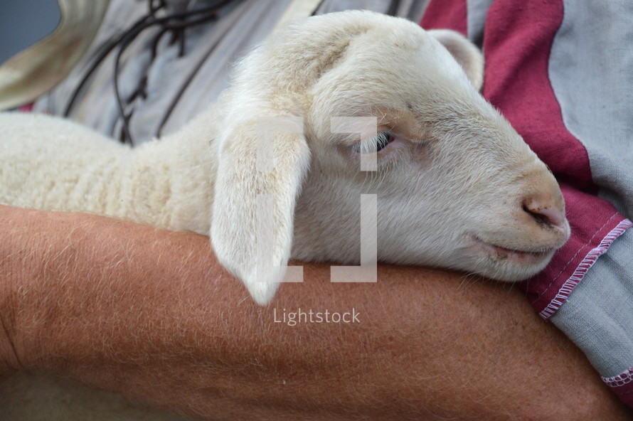 The lost sheep in the arms of the good shepherd, 
sheep, shepherd, lost, found, sinner, sin, with, lamb, pure, love, care, herder, pastoralist, herdsman, good, concern, bother, mind, seek, search, find, look for, seeking, finding, searching, return, bring, bring back, carry, carrying, animal, young, wool, fleece, woolly, woolen, flock, herd