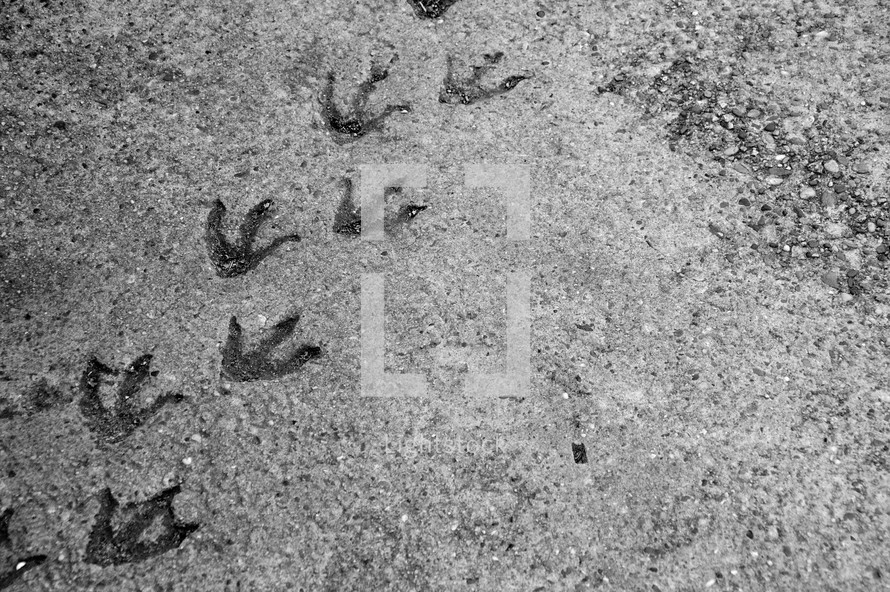 seagull tracks in the sand, 
tracks, footprints, foot, foot prints, traces, trace, tracks, follow, walk, along, alone, trail, trails, imprint, leave, left, go, going, walking, following, behind, permanent, enduring, lasting, last, show, showing, bird, feet