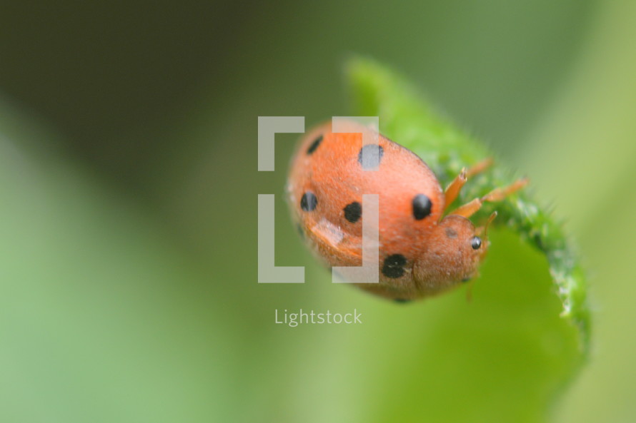 ladybug up close, 
ladybug, ladybugs, beetle, lady beetle, red, points, insect, insects, animal, crawl, scuttle, scramble, scrabble, little, nature, wonder, miracle, marvel, fascinating, dot, dots, spot, blob, spots