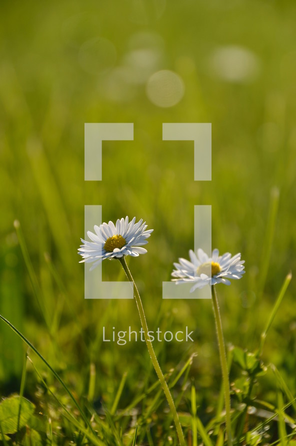 daisies on a meadow in evening backlight