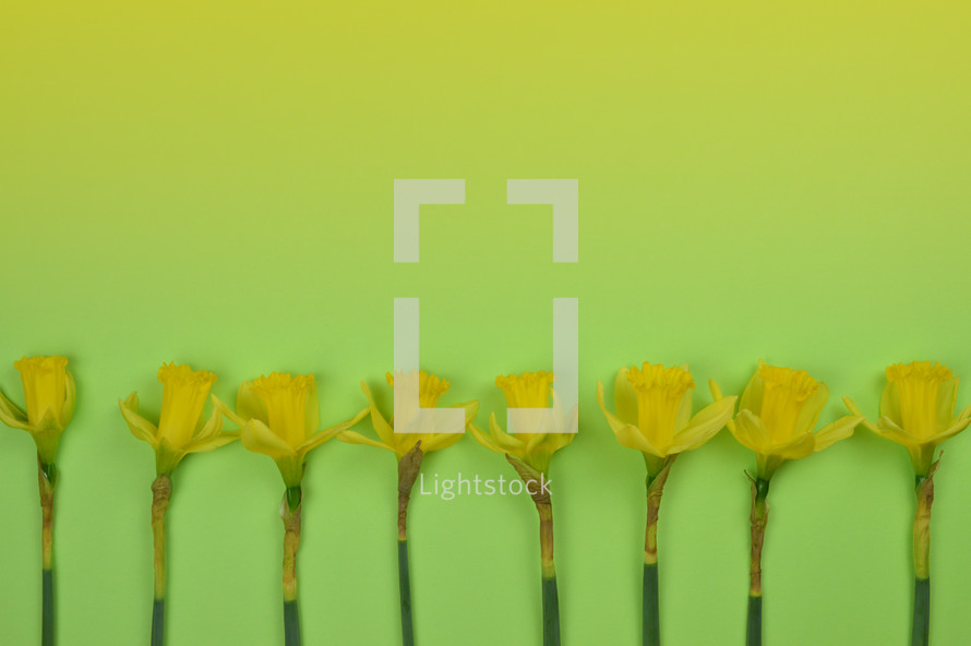 row of daffodils on a green background 