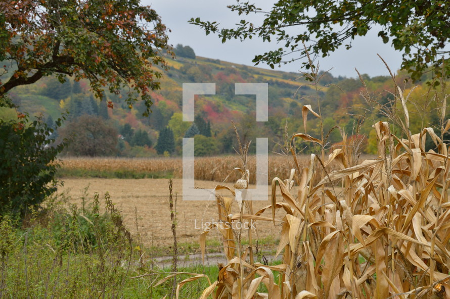 brown corn stalks in a field 