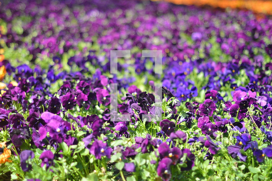 field of purple flowers 