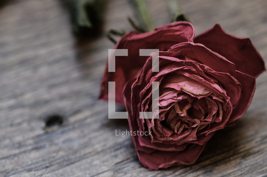 Withered rose on a wood table. 
