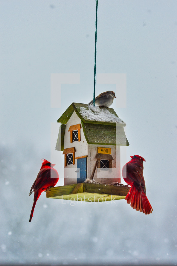 birds on a bird feeder 