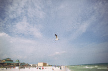 seagull over a beach 