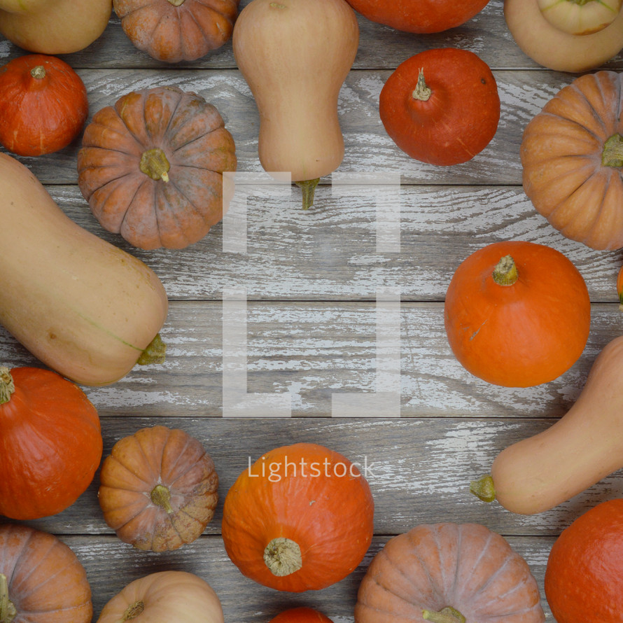 flat lay of different kinds of pumpkins and gourds on raw gray wood planks as frame with copy space in the middle