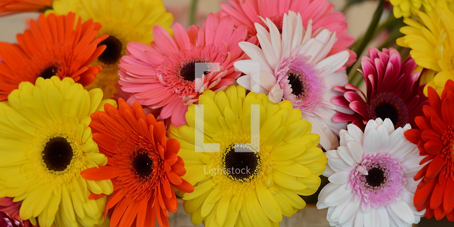 colorful spring gerber daisies 