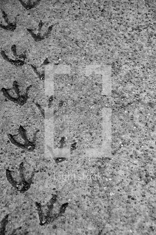 seagull tracks, 
tracks, footprints, foot, foot prints, traces, trace, tracks, follow, walk, along, alone, trail, trails, imprint, leave, left, go, going, walking, following, behind, permanent, enduring, lasting, last, show, showing, bird, feet