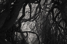 gnarled roots and branches of trees