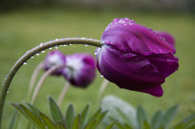 purple bowing tulip 