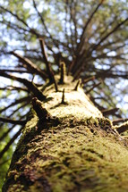 mossy tree trunk 