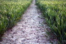 a row of parched earth in a field of crops 