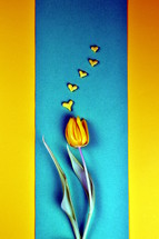 yellow tulip on blue and yellow 