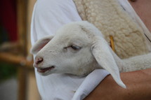 The lost sheep in the arms of the good shepherd