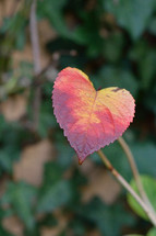 heart shaped fall leaf 