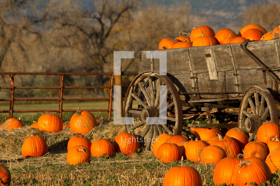 pumpkins in a wagon 