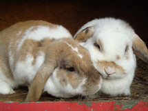 two bunnies next to each other snuggling