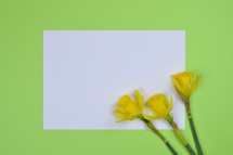 daffodils on a green and white background 
