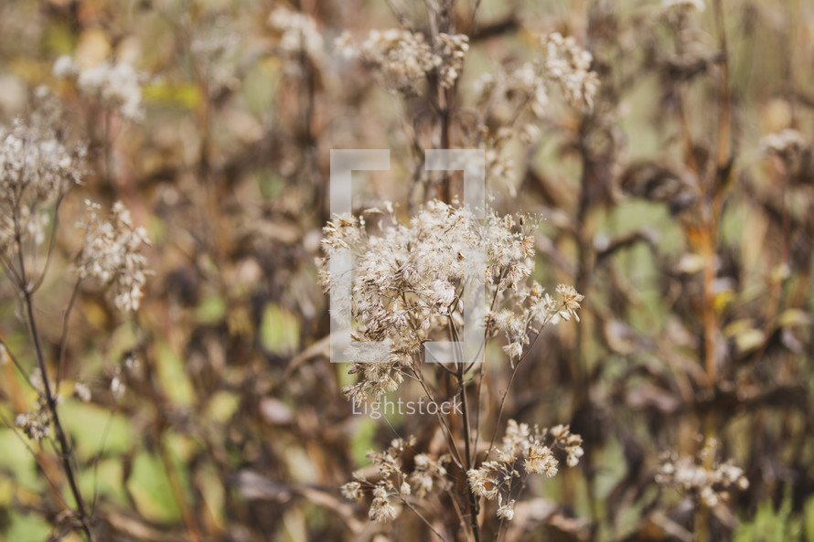 brown dried flowers outdoors 