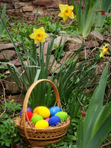 brightly colored Easter eggs in a basket and yellow daffodils outdoors 