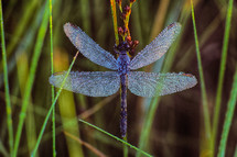 dew drops on the wings of a dragonfly 