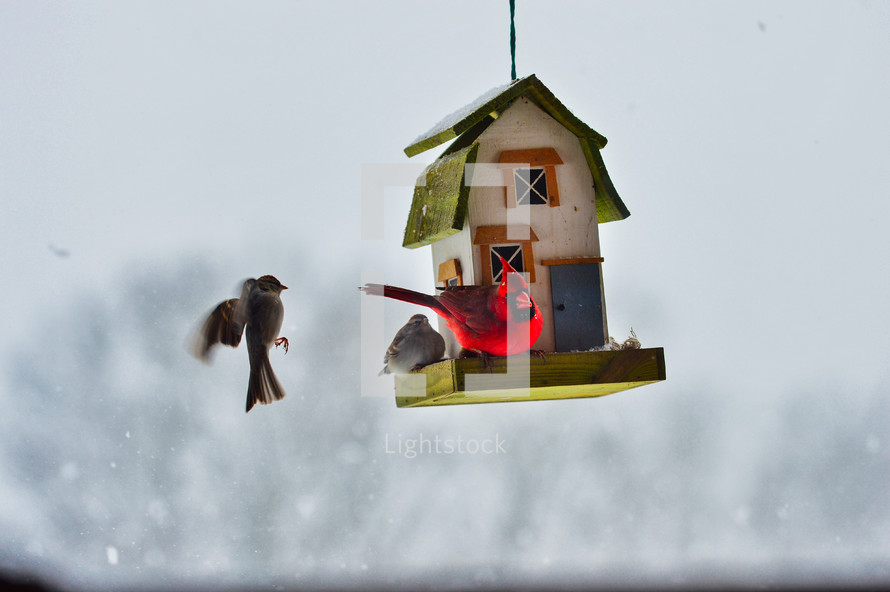 birds on a bird feeder and snow 