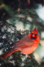 red male cardinal 