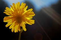 yellow dandelion flower 