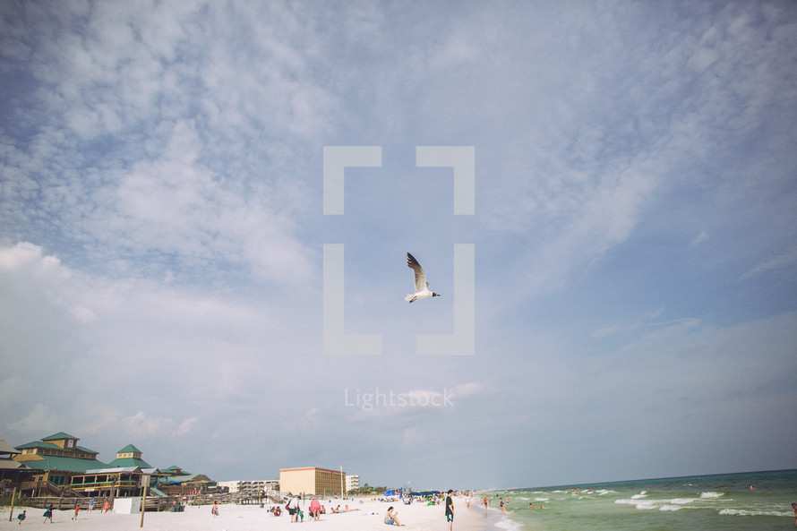 seagull over a beach 