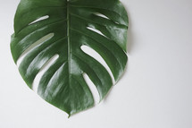 palm leaf on white 