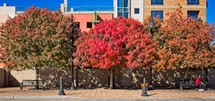fall trees in a city 