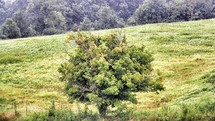 isolated tree in a field 