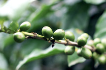 green coffee beans 