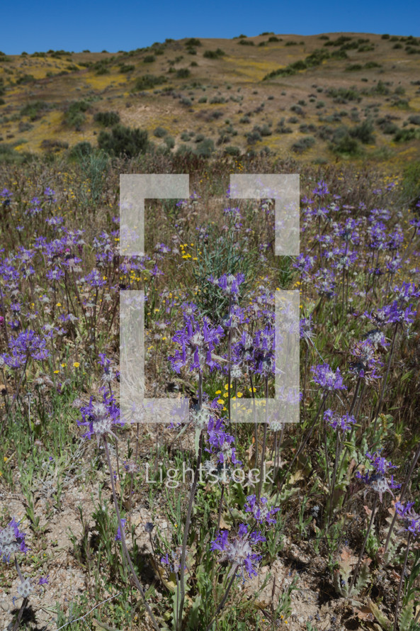 purple desert flowers 