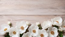 Beautiful magnolia flowers on wooden background, flat lay. Space for text