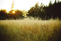 tall grasses in sunlight 