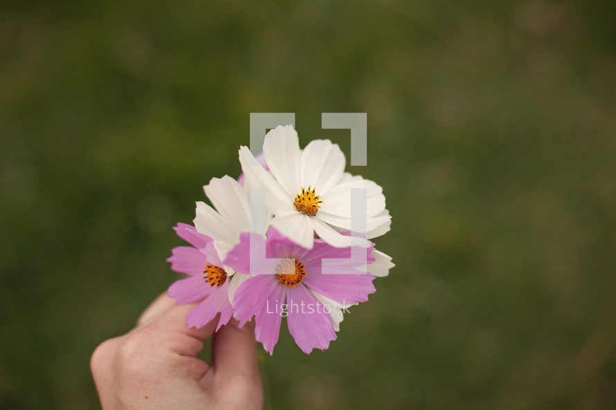 woman's hand holding pink and white flowers 