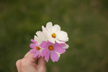 woman's hand holding pink and white flowers 