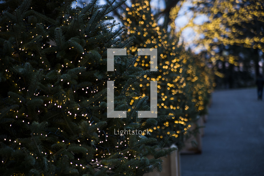 lights on Christmas trees outdoors 
