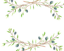 olive branch sketch 