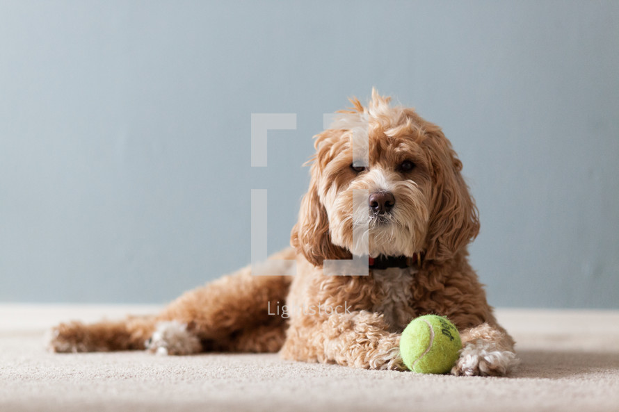 dog lying next to a ball 